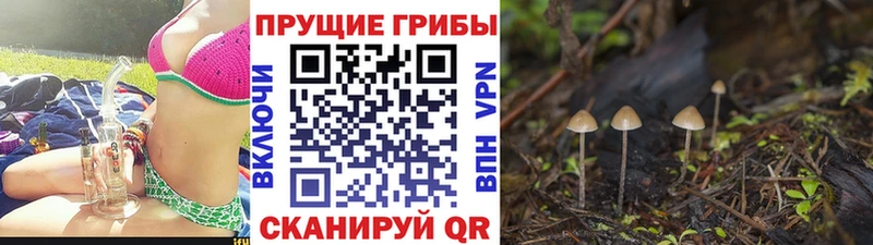Псилоцибиновые грибы Psilocybe  Купить где  Покров 